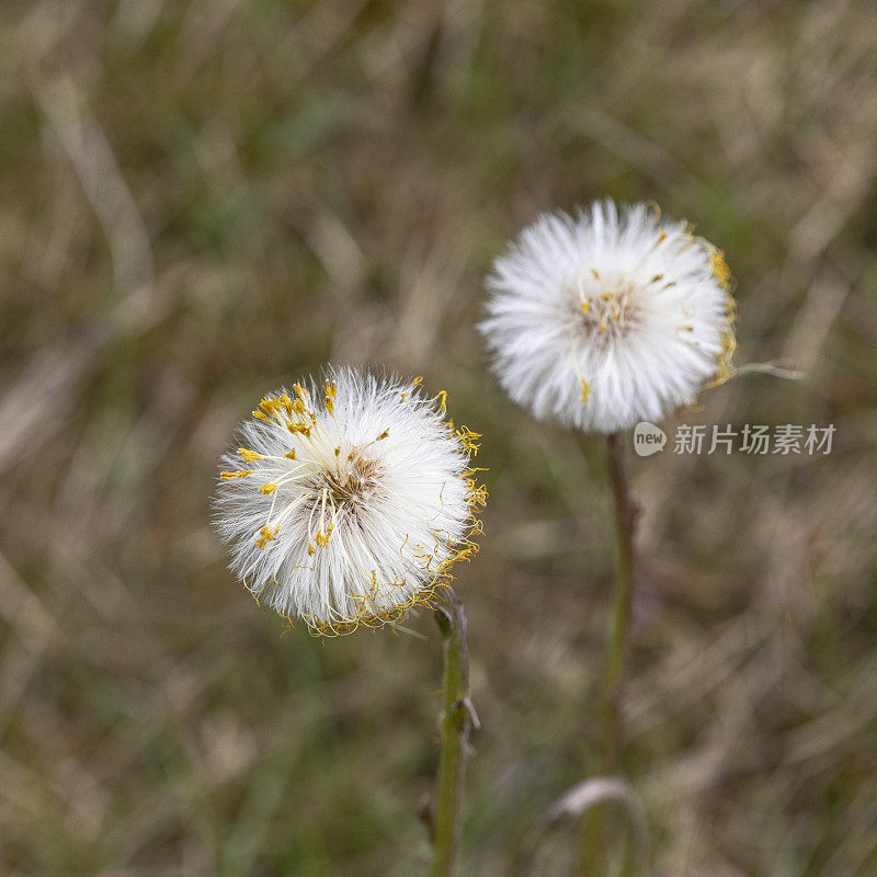 Tussilago farfara - Coltsfoot与种子